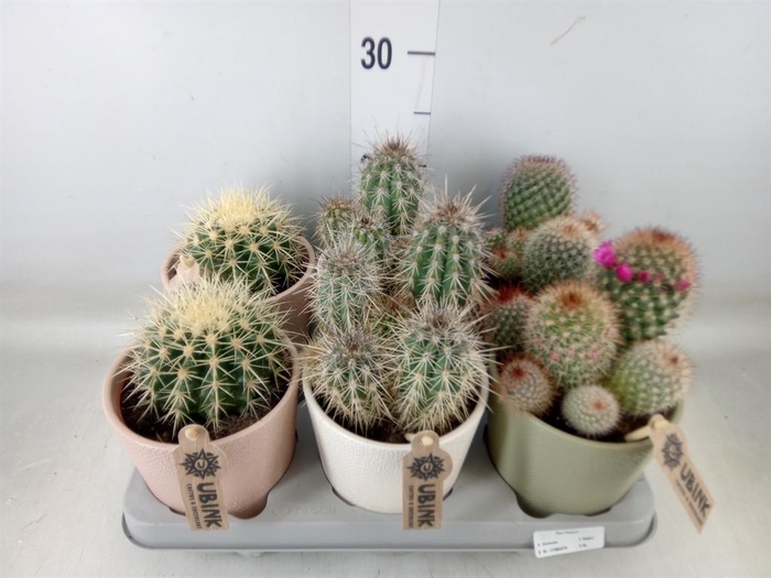 <h4>Cactus   ...mix</h4>