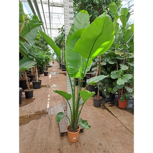 Strelitzia nicolai