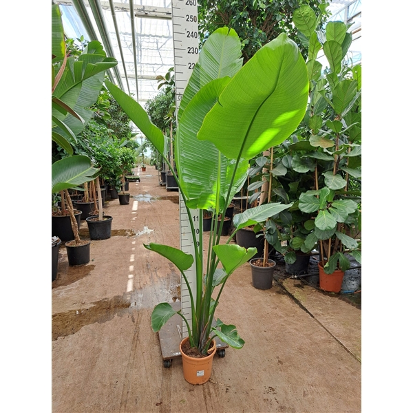 Strelitzia nicolai