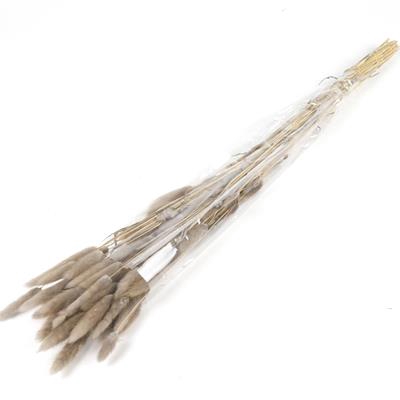 <h4>Df Lagurus Bs 50g/70cm Grey</h4>