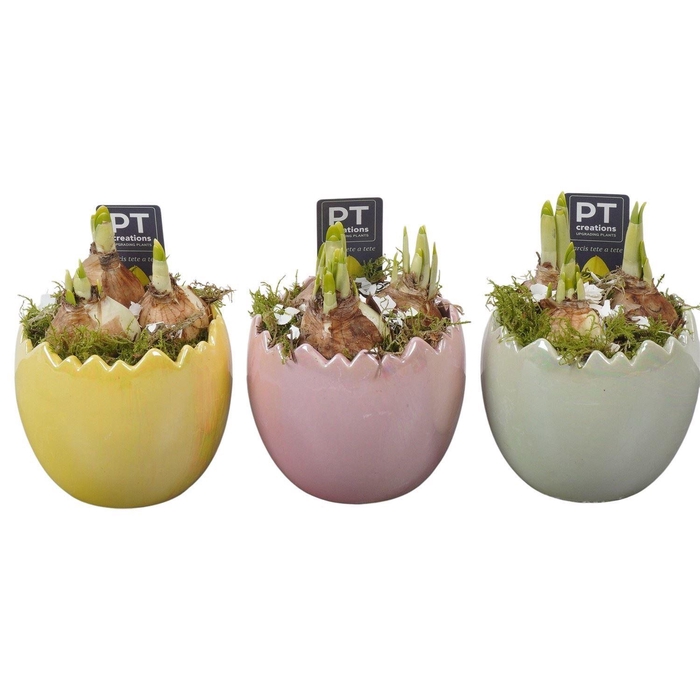 <h4>Arr. Narcissus Tete Tete L%</h4>