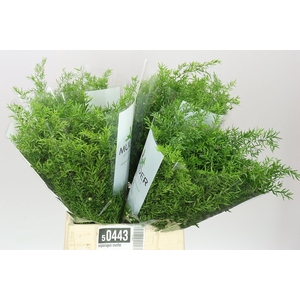 Asparagus Cwebe