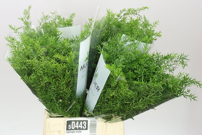 <h4>Asparagus Cwebe</h4>