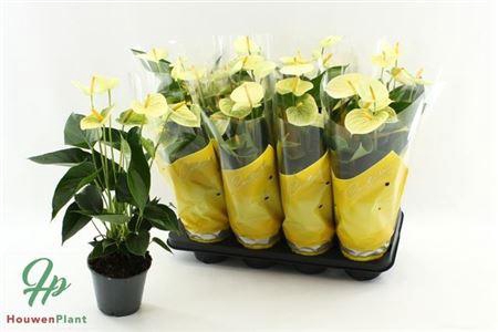 <h4>Anthu An Vanilla 5+</h4>