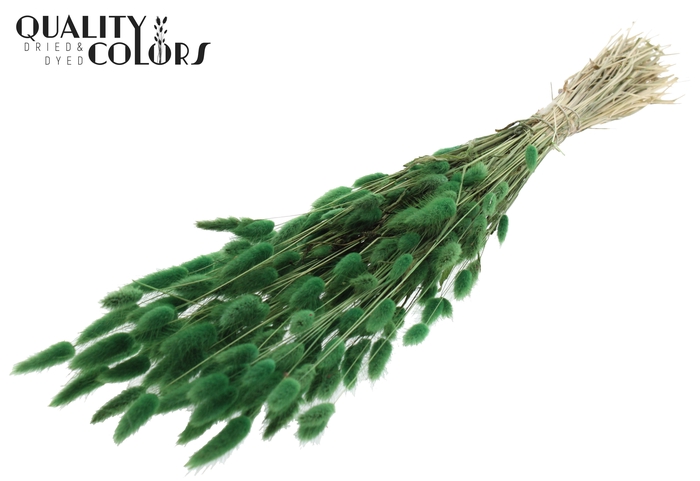 Lagurus per bunch Green