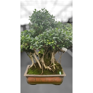 Ficus retusa, pot 50cm. Height 95cm.( single item)