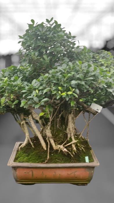 <h4>Ficus retusa, pot 50cm. Height 95cm.( single item)</h4>