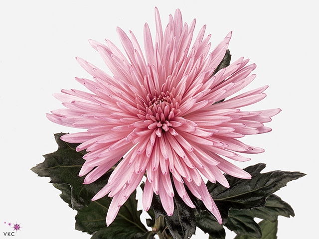 CHR G ANASTASIA LILA