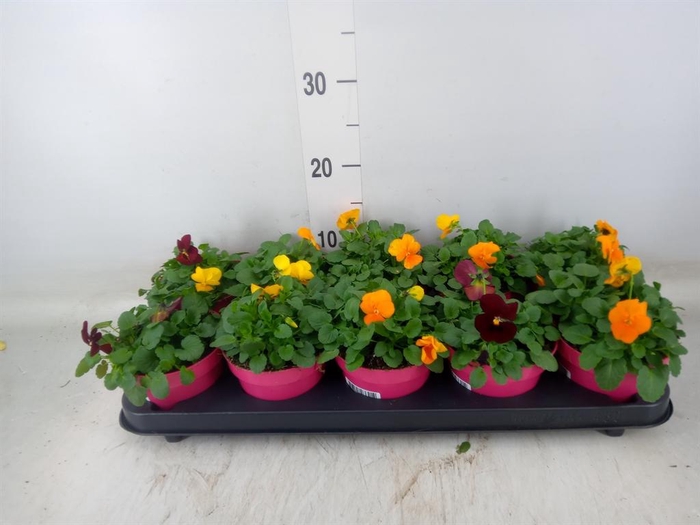 <h4>Viola corn. 'Evo Mini MM Madrid'</h4>