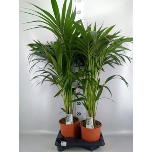 Howea forsteriana