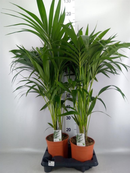 <h4>Howea forsteriana</h4>