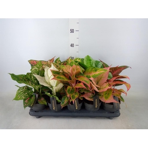 Aglaonema   ...