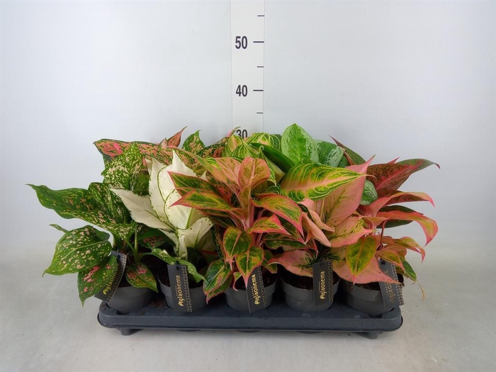 <h4>Aglaonema   ...</h4>