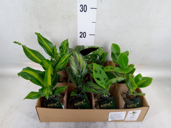 <h4>Planten  ..mix</h4>