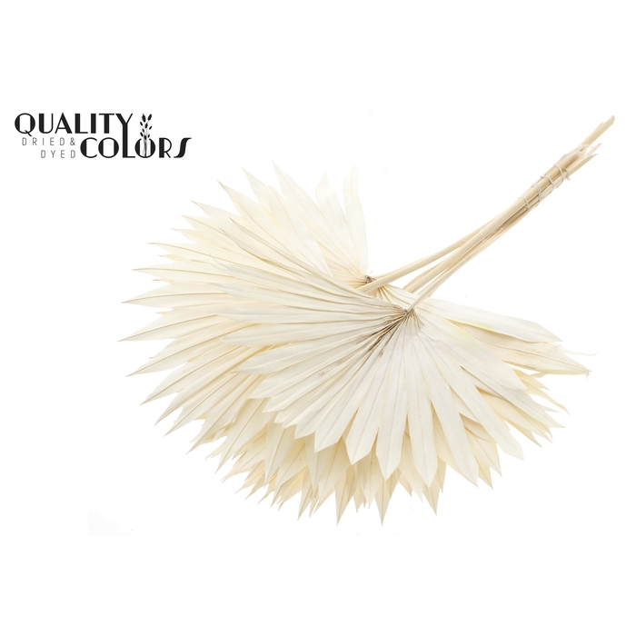 <h4>Sun Spear per stem Intense Bleached</h4>
