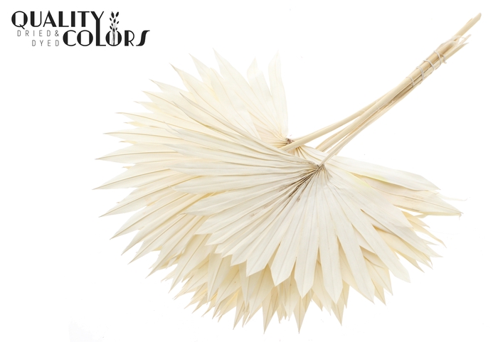 Sun Spear per stem Intense Bleached