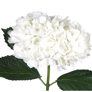 Hydrangea 'White' 23cm