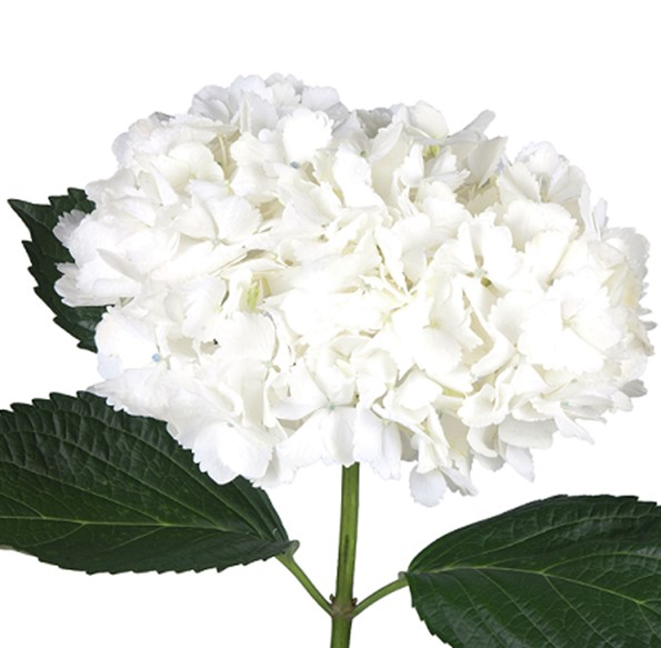 <h4>Hydrangea 'White' 23cm</h4>