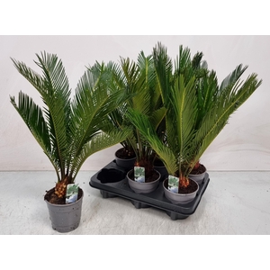 CYCAS REVOLUTA