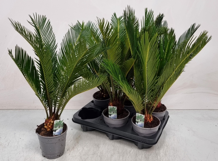 <h4>CYCAS REVOLUTA</h4>