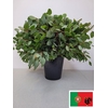 EUC POPULUS PER STEEL -ZA-BUSH