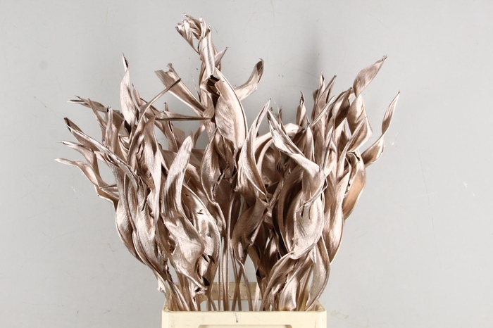 <h4>DF Strelitzia Leaf Champagne</h4>