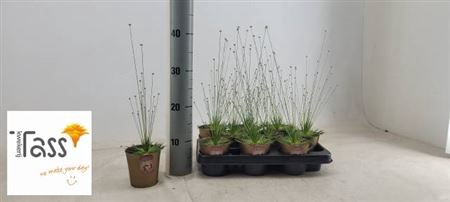 Syngonanthus Mikado