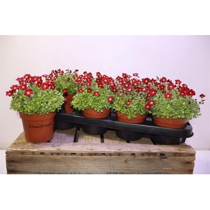 Saxif Ar Tour Dp Red