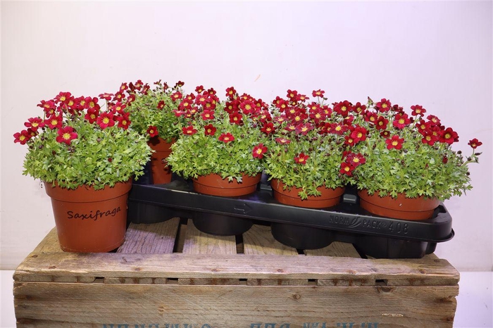 <h4>Saxif Ar Tour Dp Red</h4>