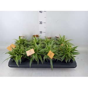 Chlorophytum com. 'Ocean'