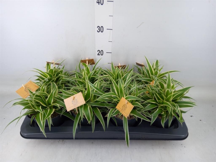 <h4>Chlorophytum com. 'Ocean'</h4>