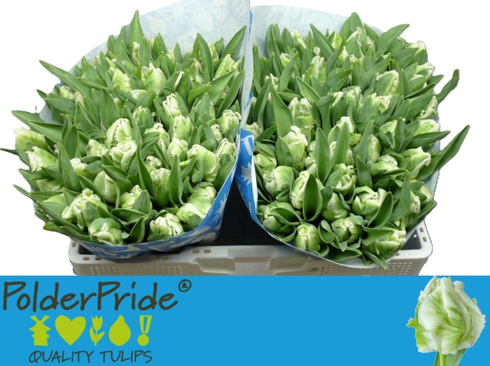 <h4>TU PA SUPER PARROT</h4>