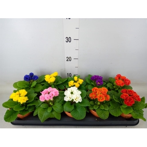 Primula ac.   ...mix