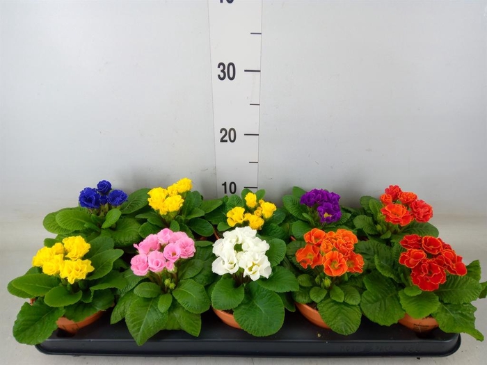 <h4>Primula ac.   ...mix</h4>