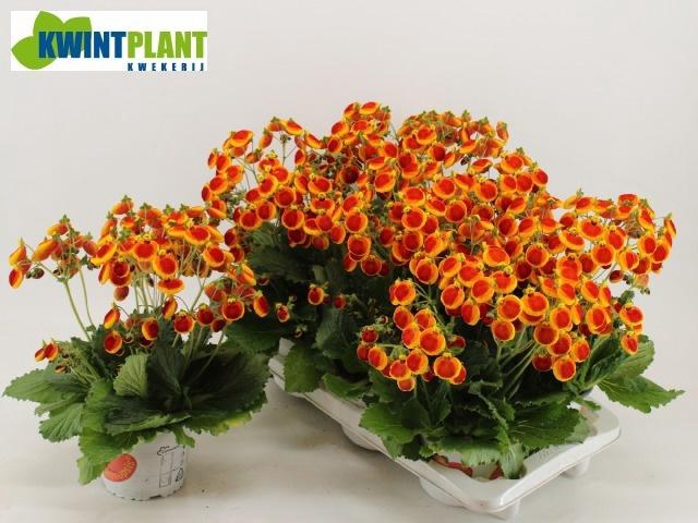 <h4>CALC CAL BICOLOUR</h4>