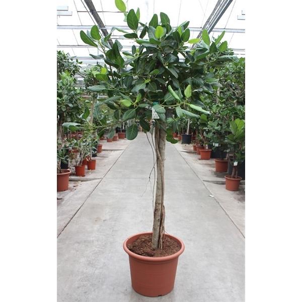 <h4>Ficus benghalensis</h4>