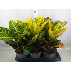 Codiaeum var. GR 'Petra'