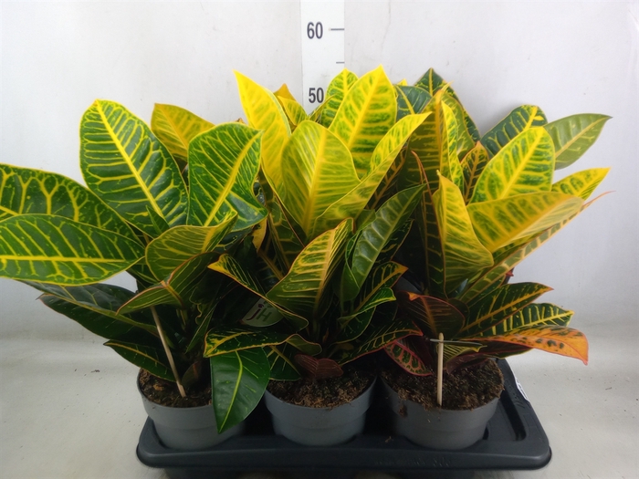 <h4>Codiaeum var. GR 'Petra'</h4>