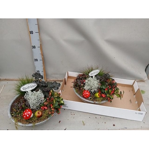 ARR TUINPLANTEN
