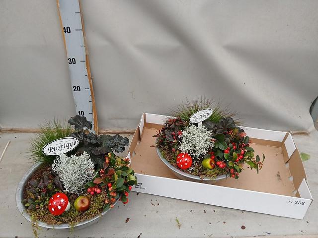 <h4>ARR TUINPLANTEN</h4>