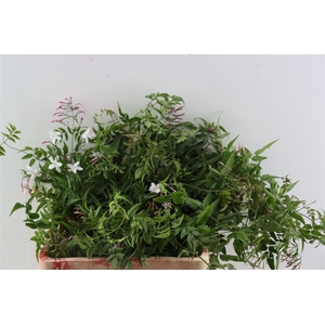 Jasmijn Polyanthum
