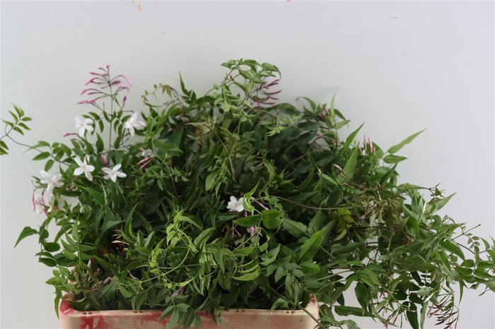 <h4>Jasmijn Polyanthum</h4>