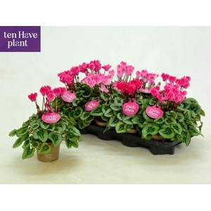 CYCL MIDI PICASSO ROSA