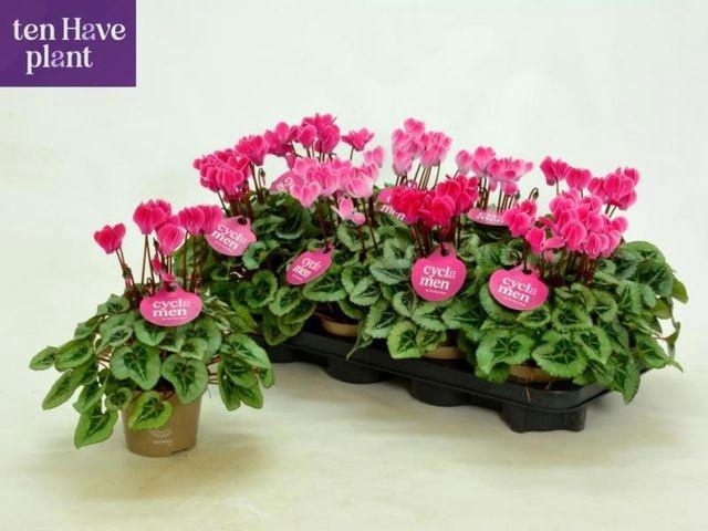 <h4>CYCL MIDI PICASSO ROSA</h4>