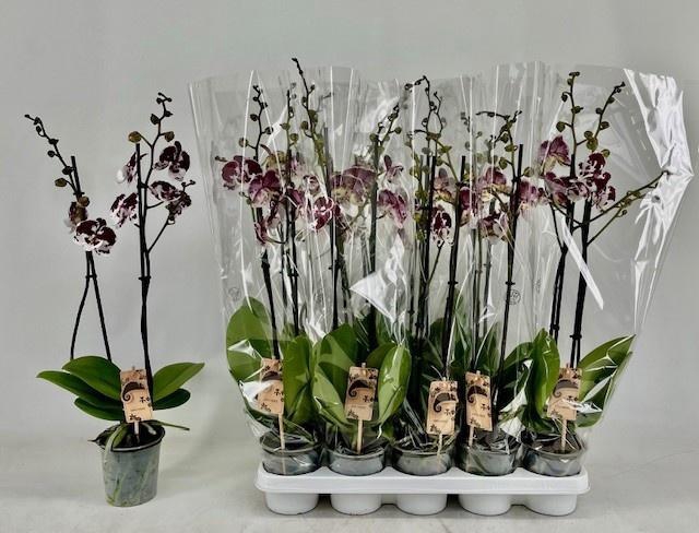 <h4>PHAL OV ROOD</h4>