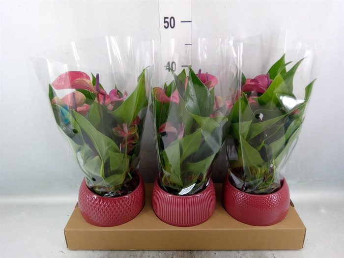 <h4>Anthurium andr. 'Pure Purple'</h4>