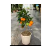 Citrus hystrix