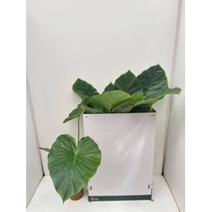 ALOC MACRORRHIZOS