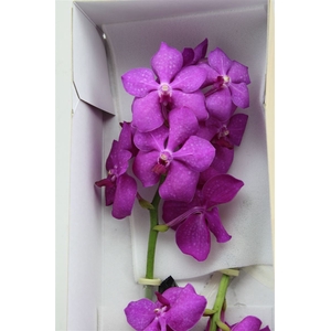 Vanda Ni Hot Magenta