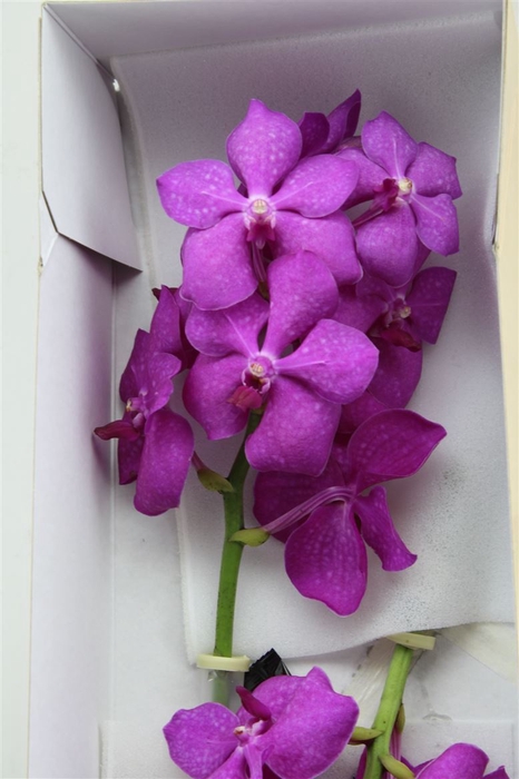 <h4>Vanda Ni Hot Magenta</h4>